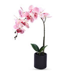 Rosa Orchidee mit schwarzem Keramiktopf, 11x35x55 cm image number 0